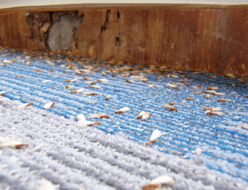 Silent Destroyers: How to Detect and Prevent Termite Damage